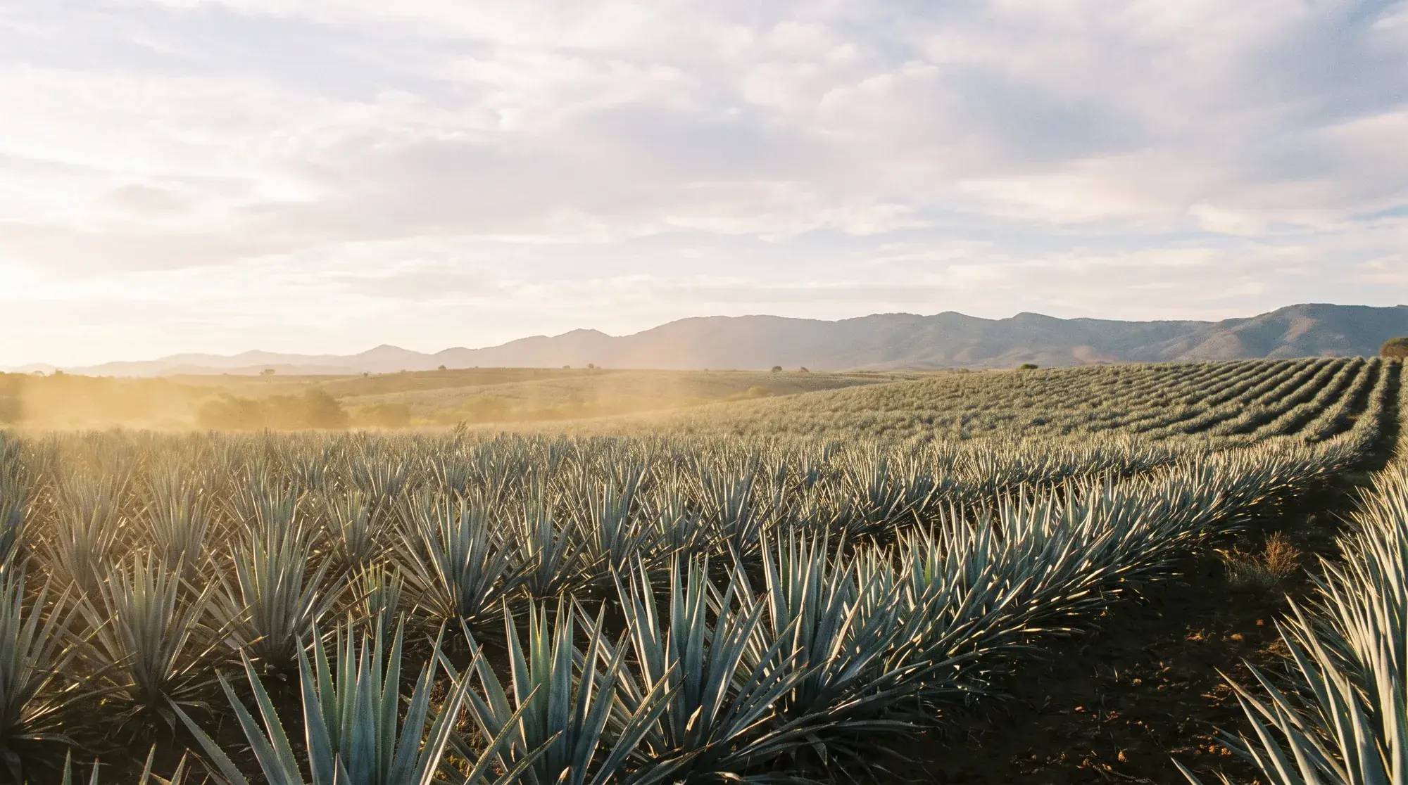 Rows of blue agave stretching to the hills under a bright sky